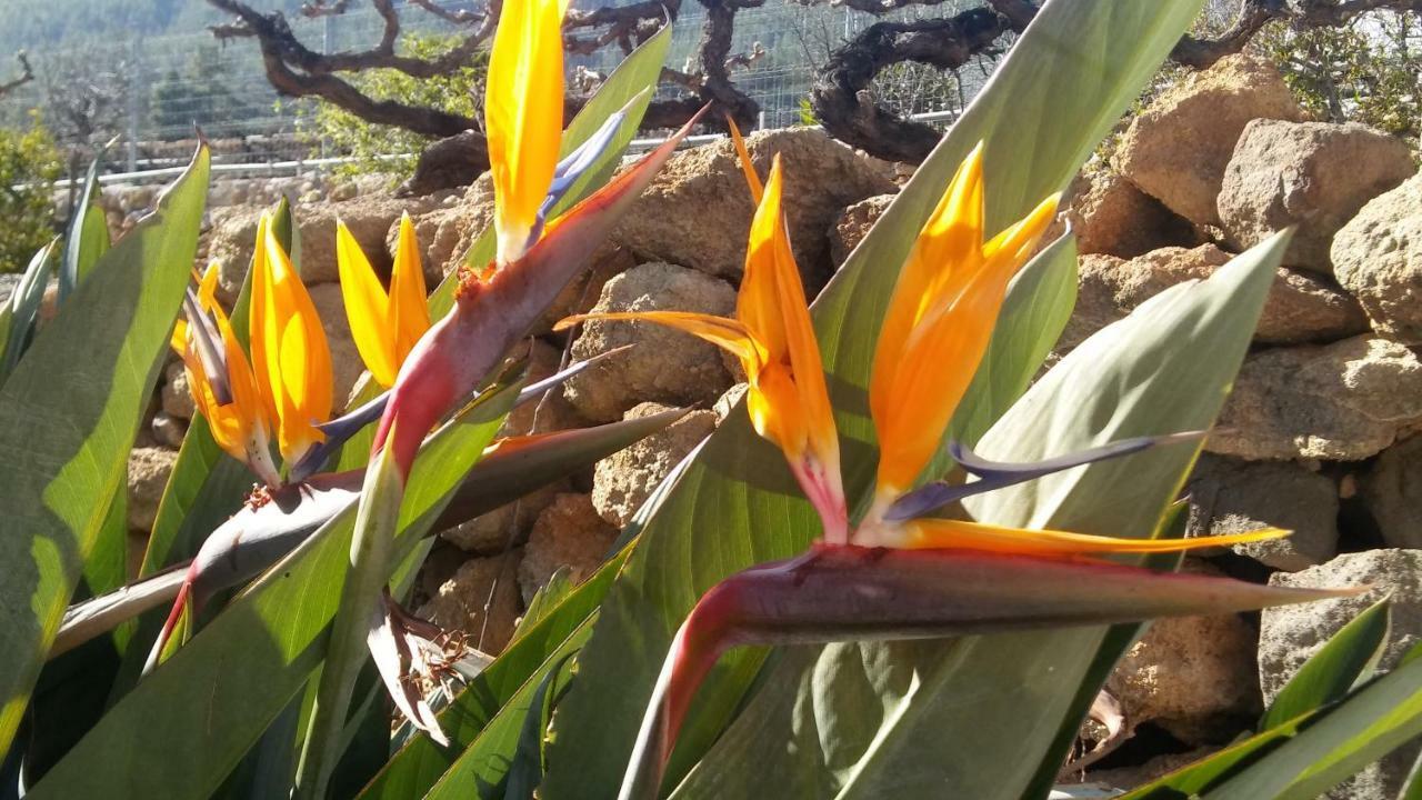 Finca Dulce Maikel Granadilla De Abona Exteriör bild